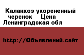 Каланхоэ укорененный черенок  › Цена ­ 100 - Ленинградская обл.  »    